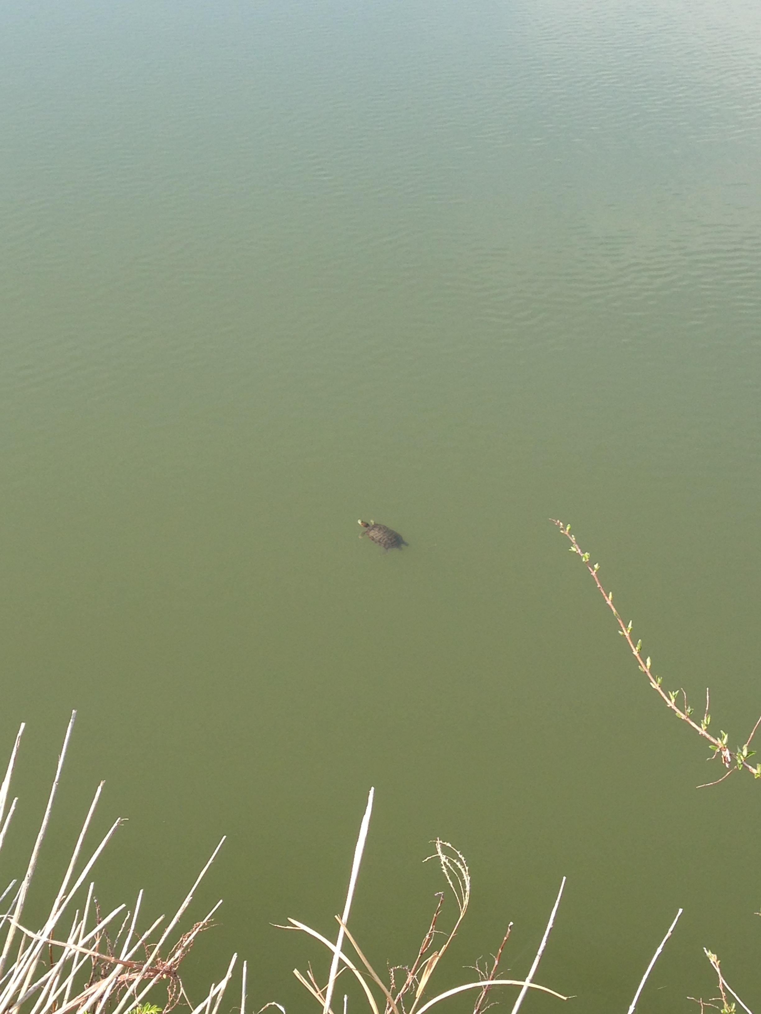 13年3月24日 千葉県 野池 ブラックバス釣行 野池 川のバス釣り 中年アングラーが行く