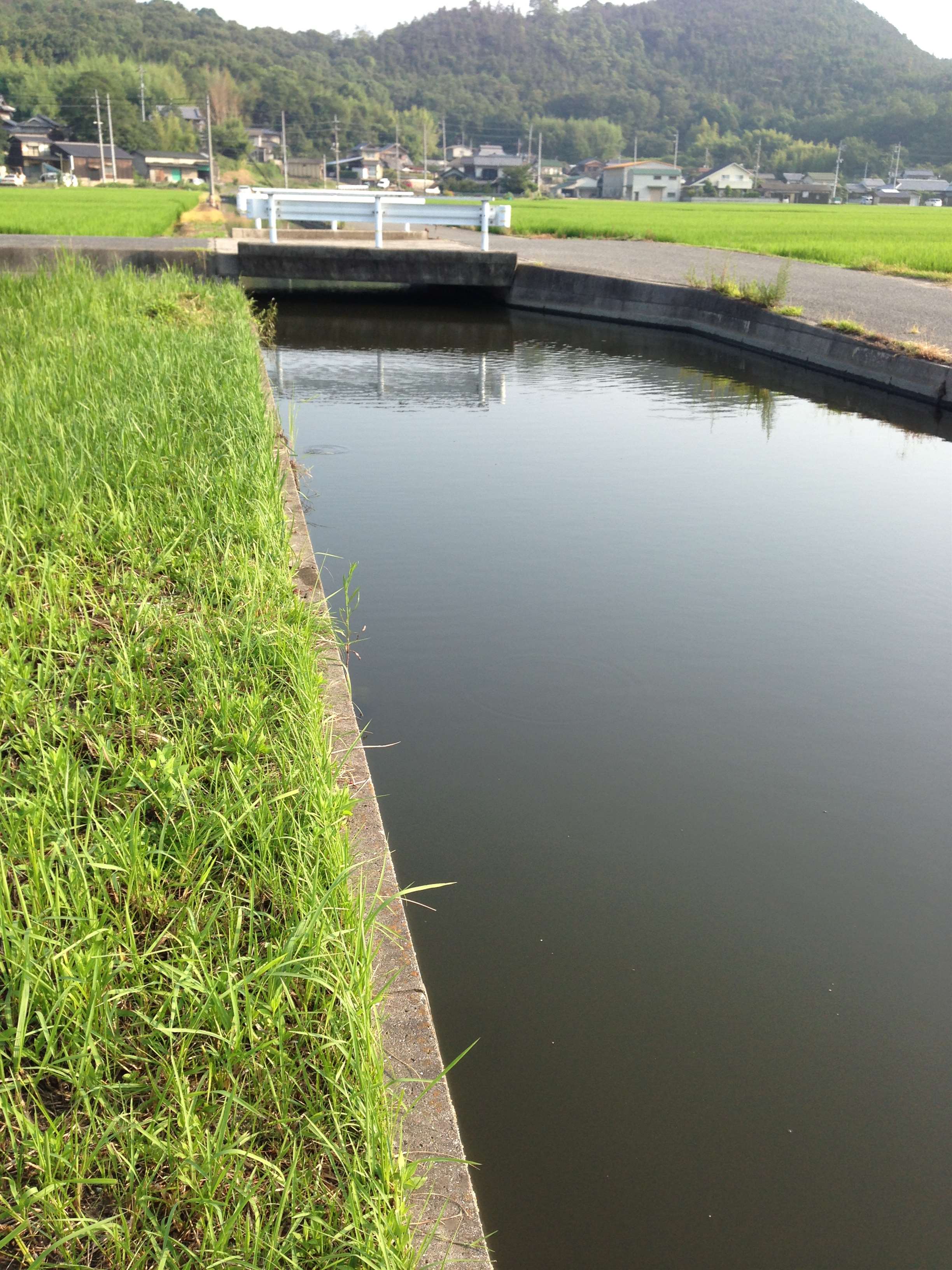 13年8月13日 14日 岡山県 香川県 野池 クリーク リザーバー ブラックバス 釣り 野池 川のバス釣り 中年アングラーが行く